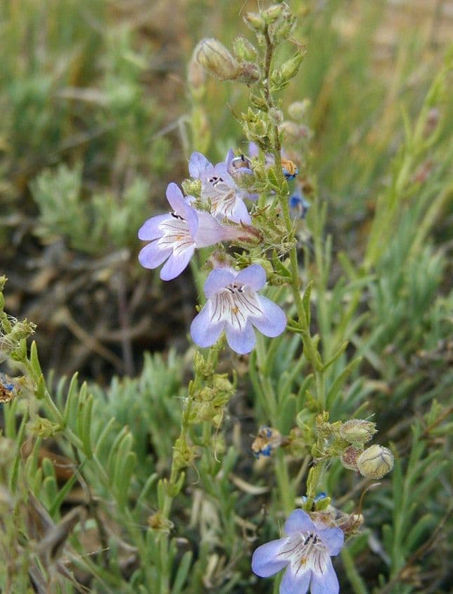 Linaria-like Penstemon 9