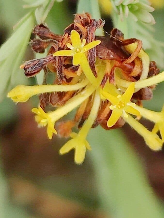 Gnidia 3