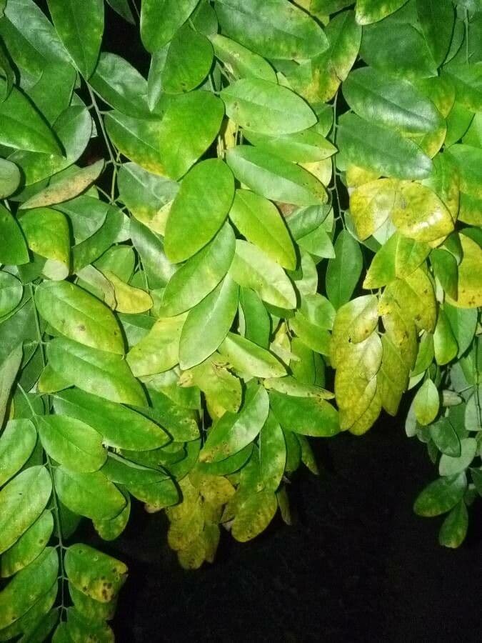 Pterogyne nitens 6