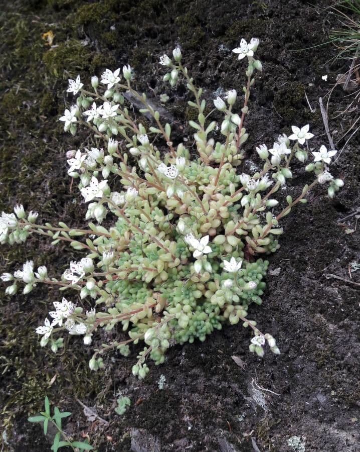 Sedum 13