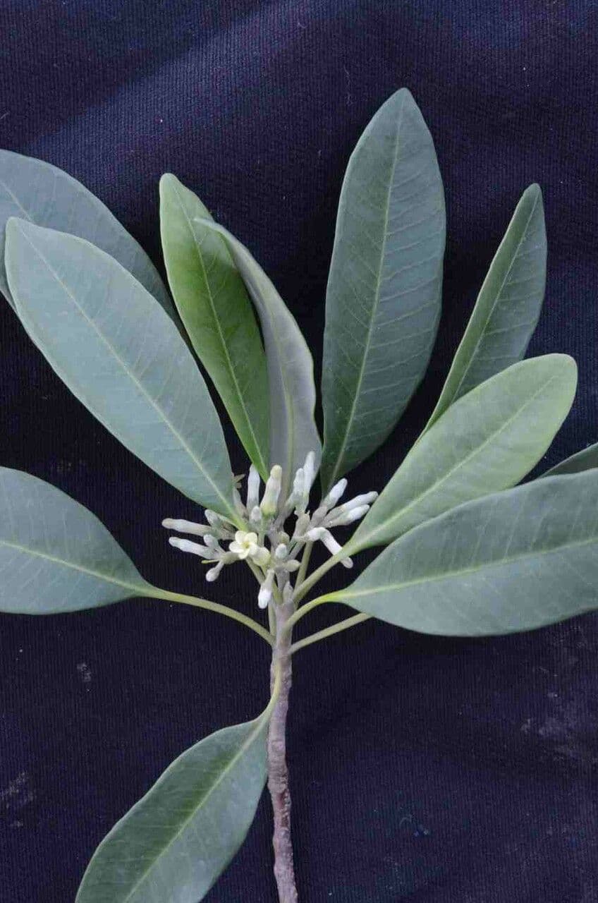 Aspidosperma australe 3
