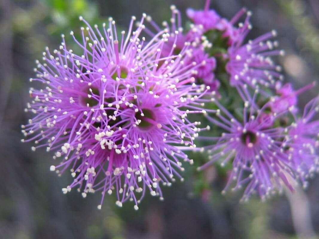Kunzea