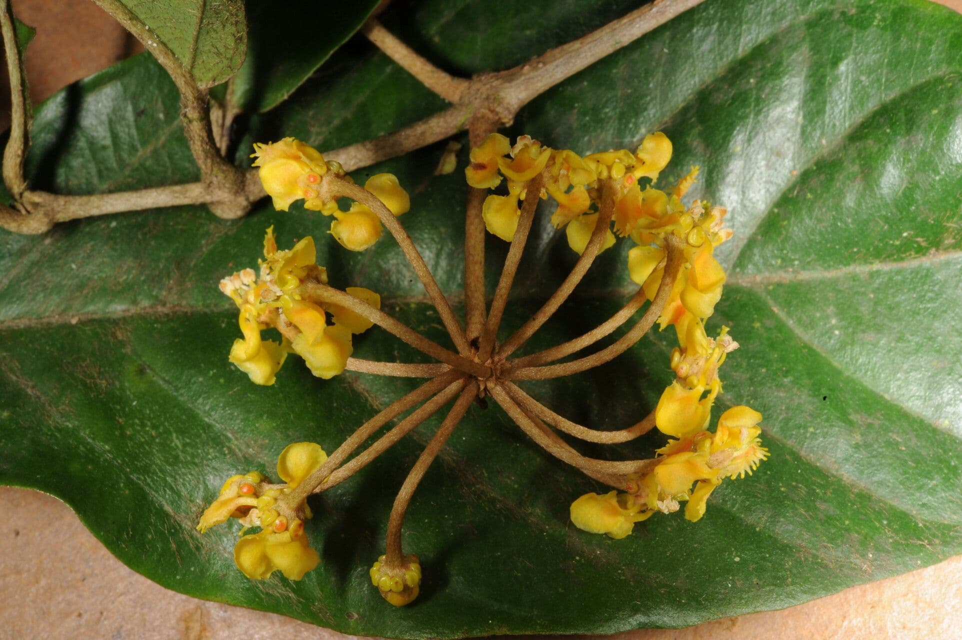 Hiraea 2