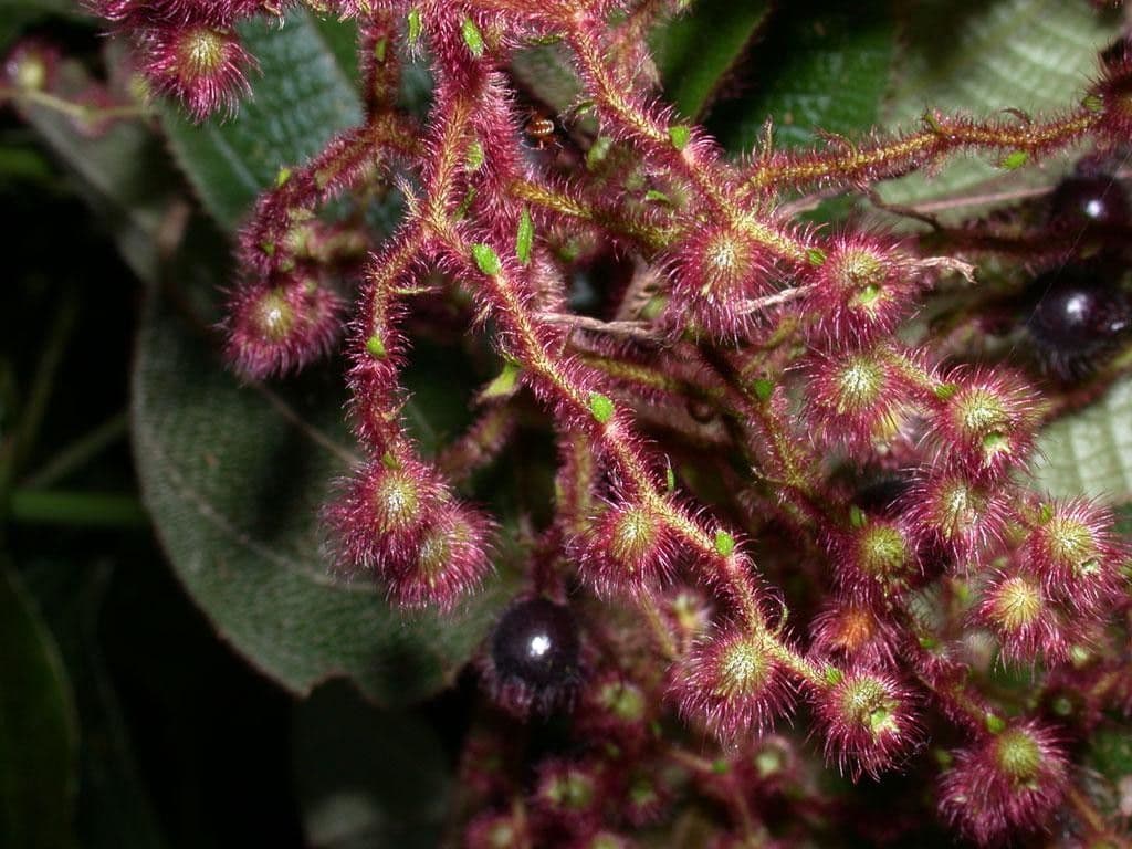 Miconia