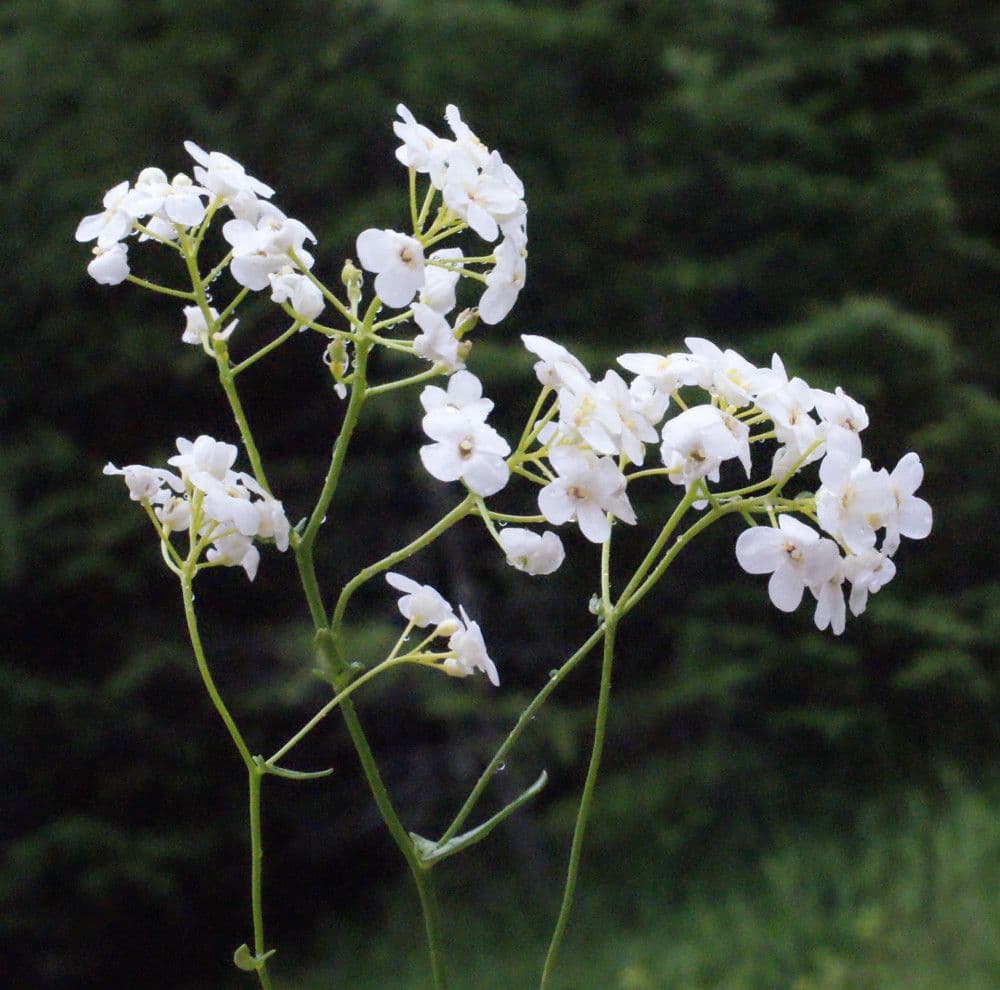 Coclearia sassifraga 25