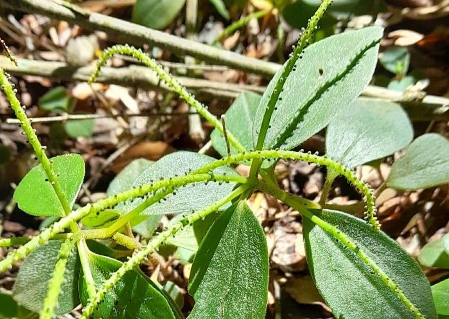 Peperomia blanda