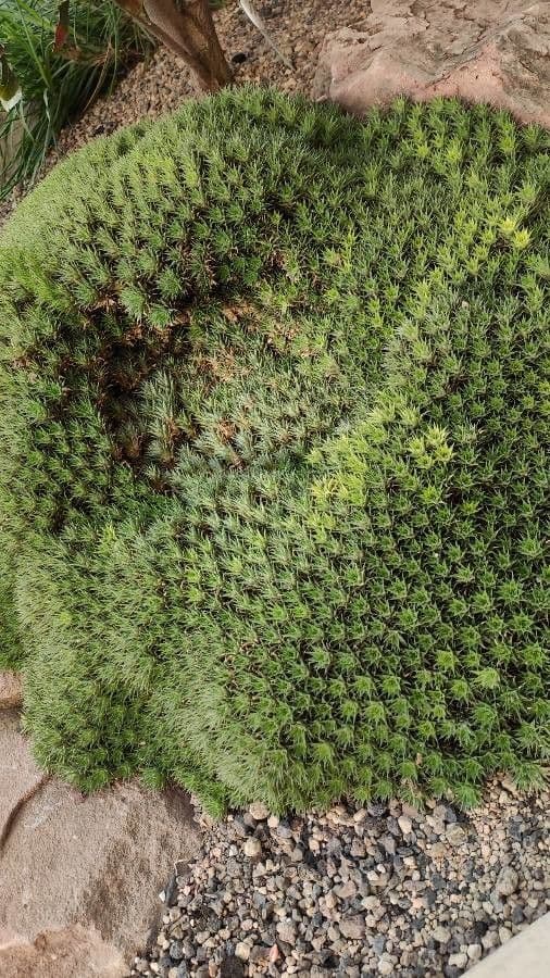 Deuterocohnia 2