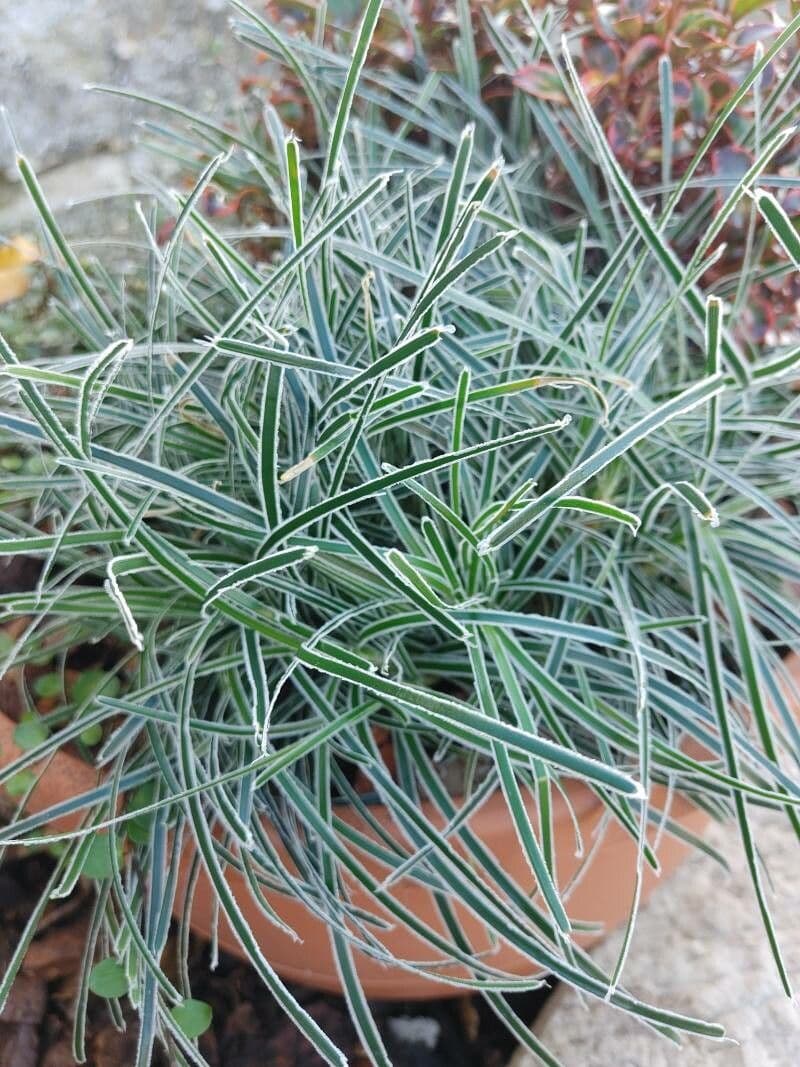 Ficinia troncata 2