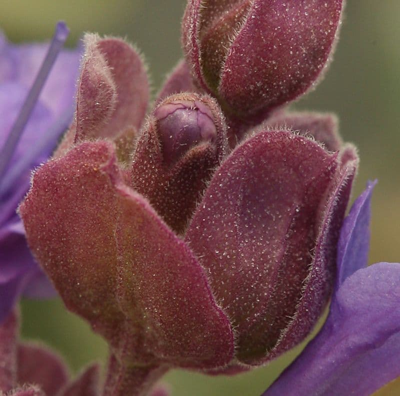 Salvia pachyphylla 2