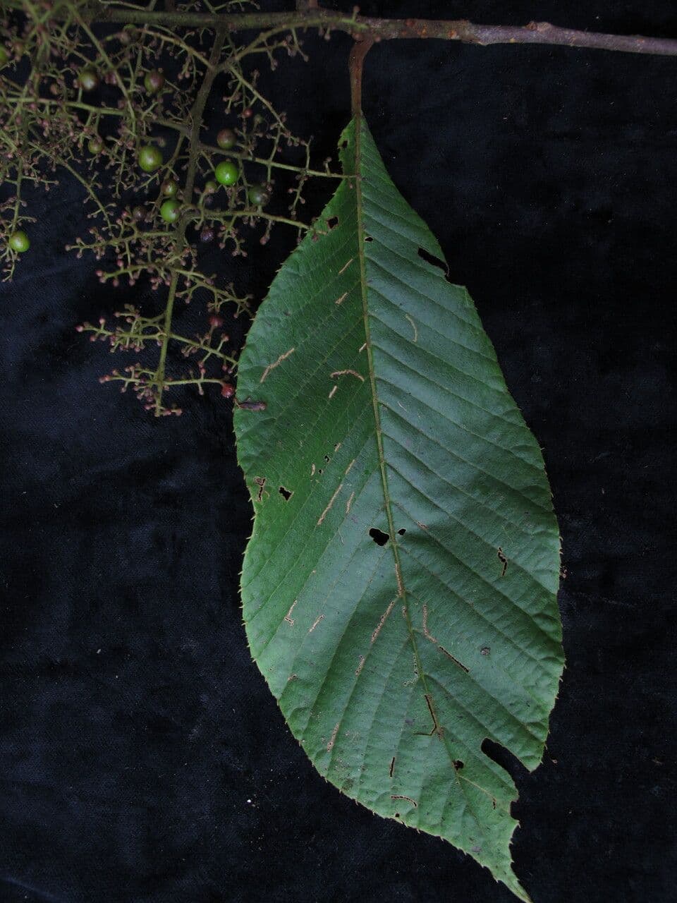 Meliosma