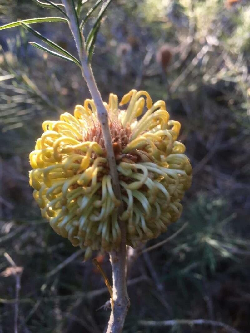 Banksia 4