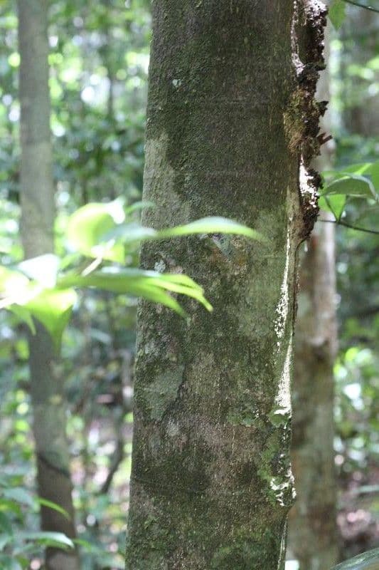Cassipourea 13