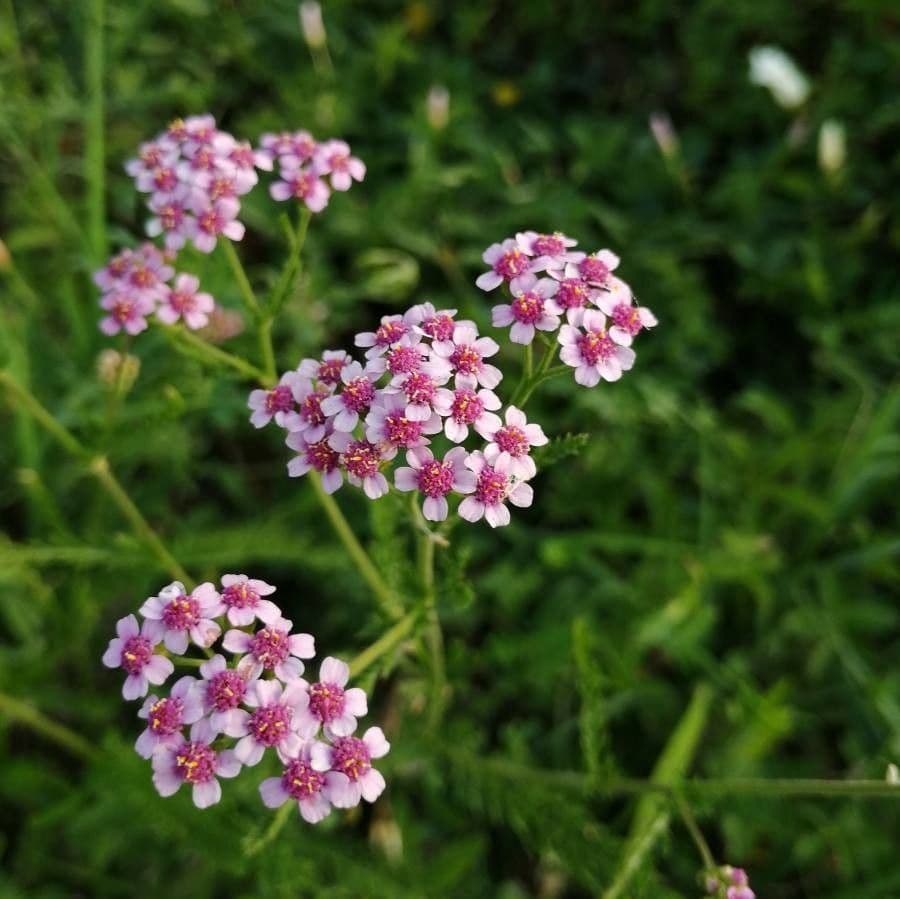 Achillea roseo-alba 5