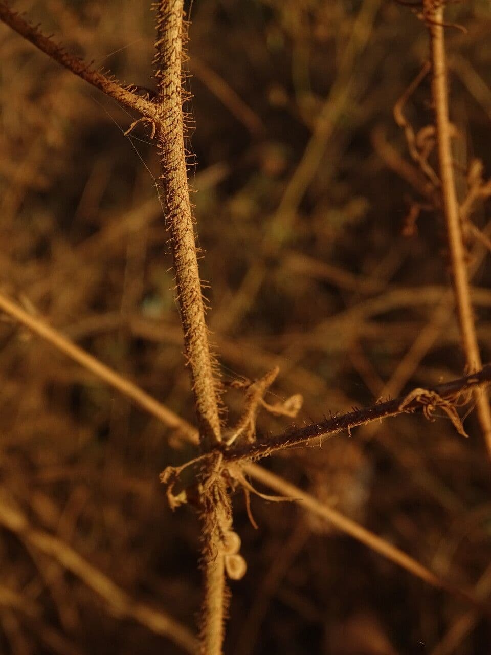 Aeschynomene indická 15