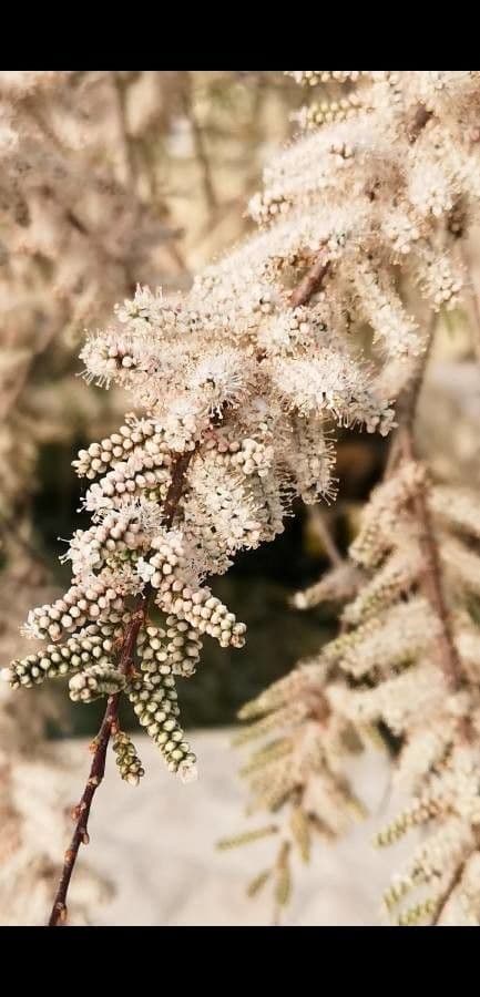 Kanaren-Tamarisk 7