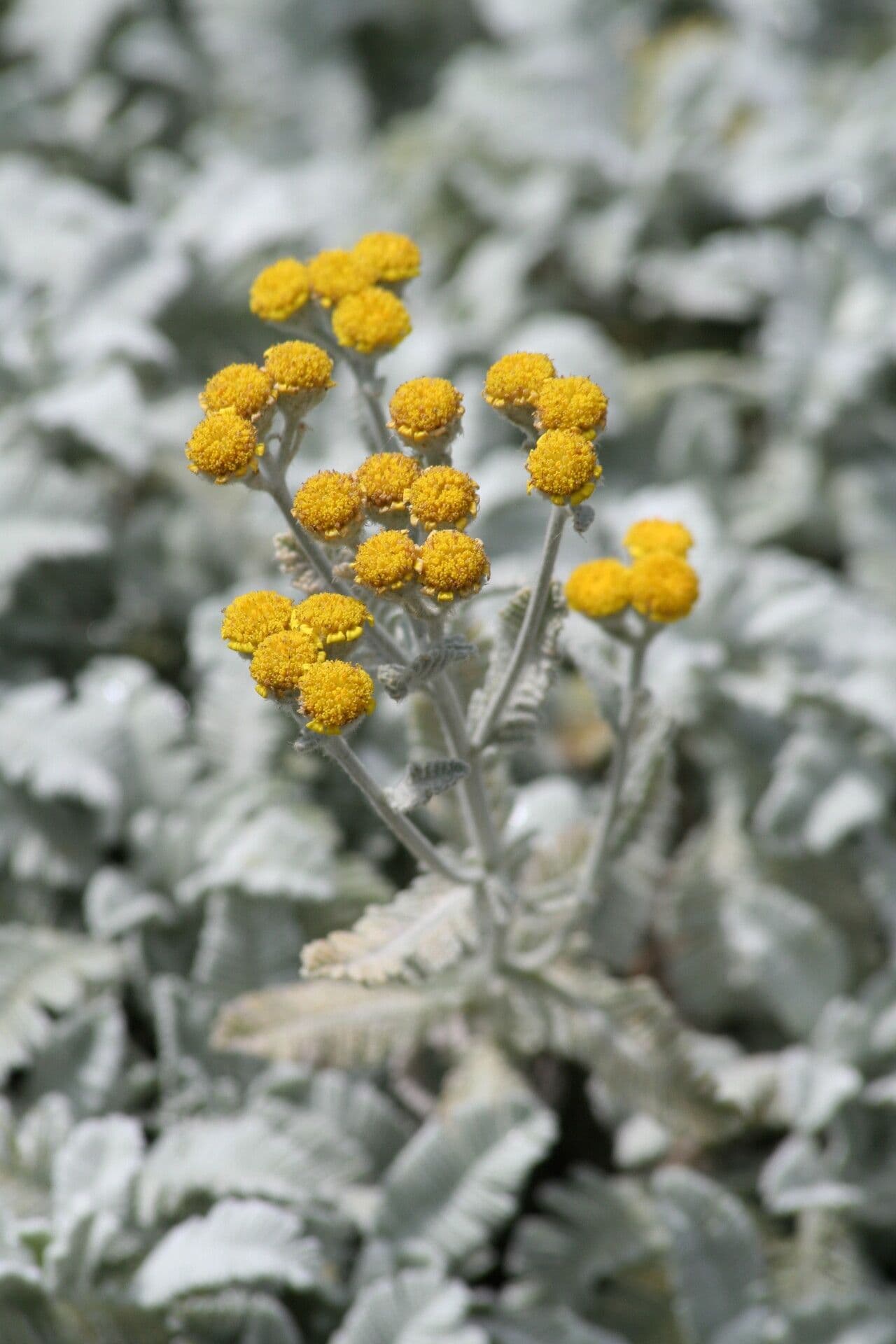 Tansy denso 2