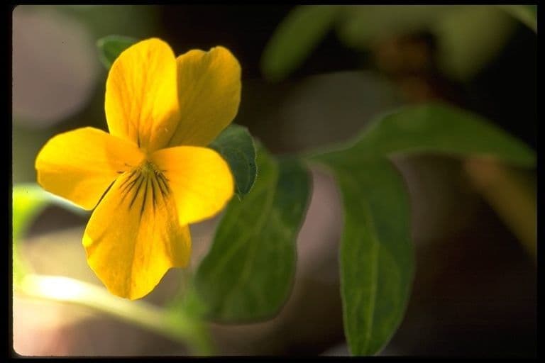 Viola 2