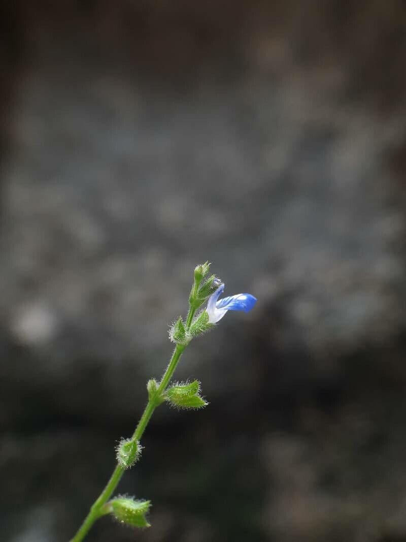 Salvia 4