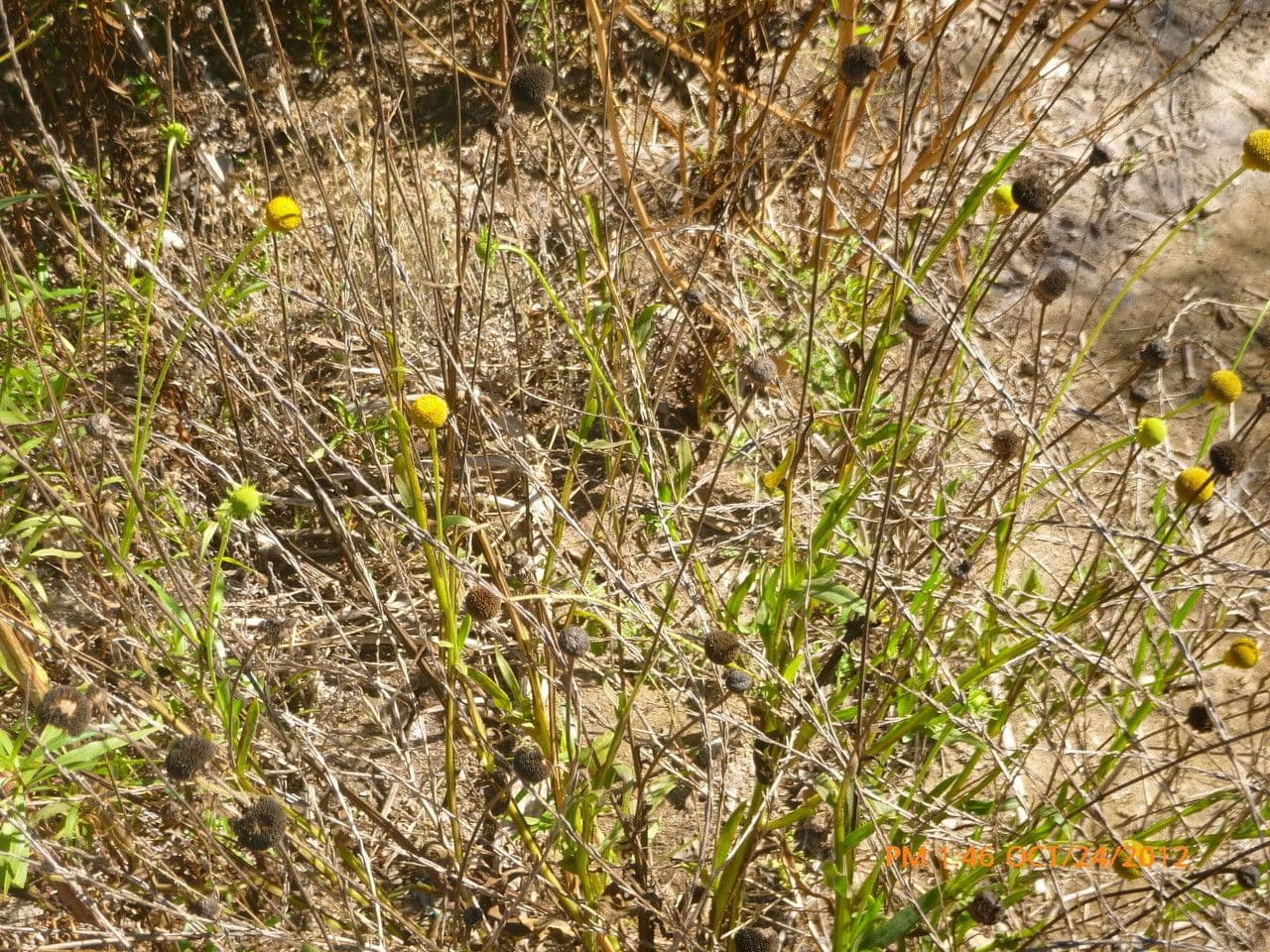 Helenium 8