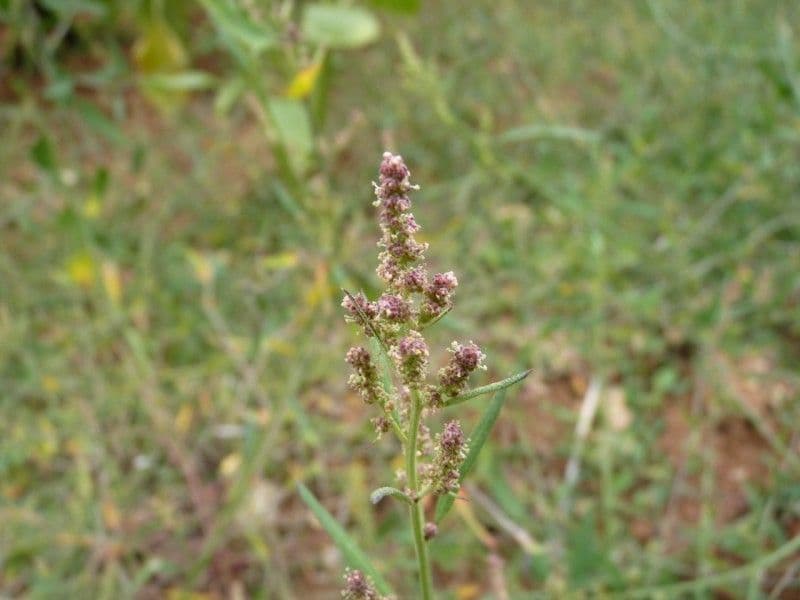 Atreplice erba-corona 20