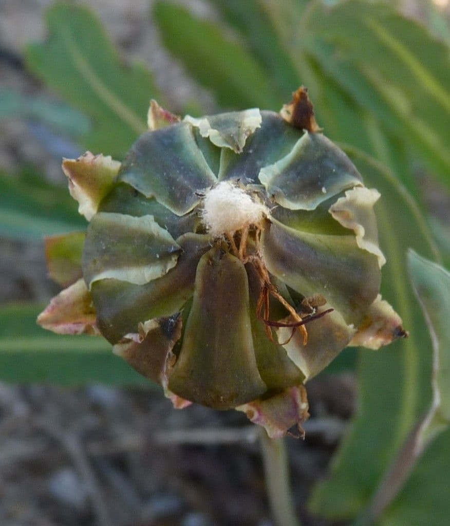 Reichardia