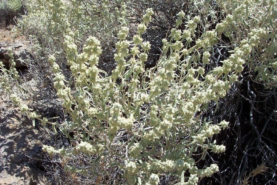 Buddleja 2