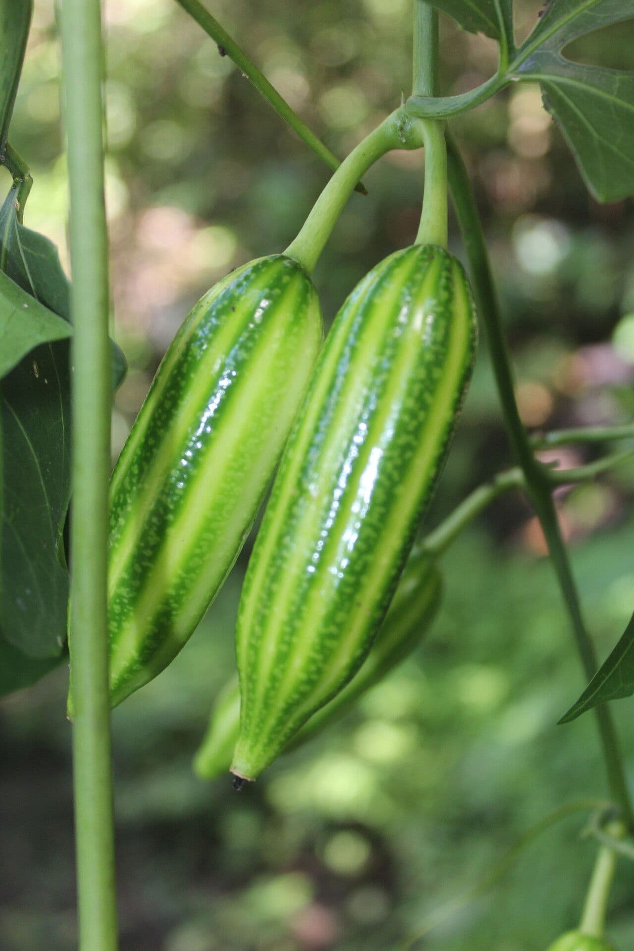 Psiguria warscewiczii