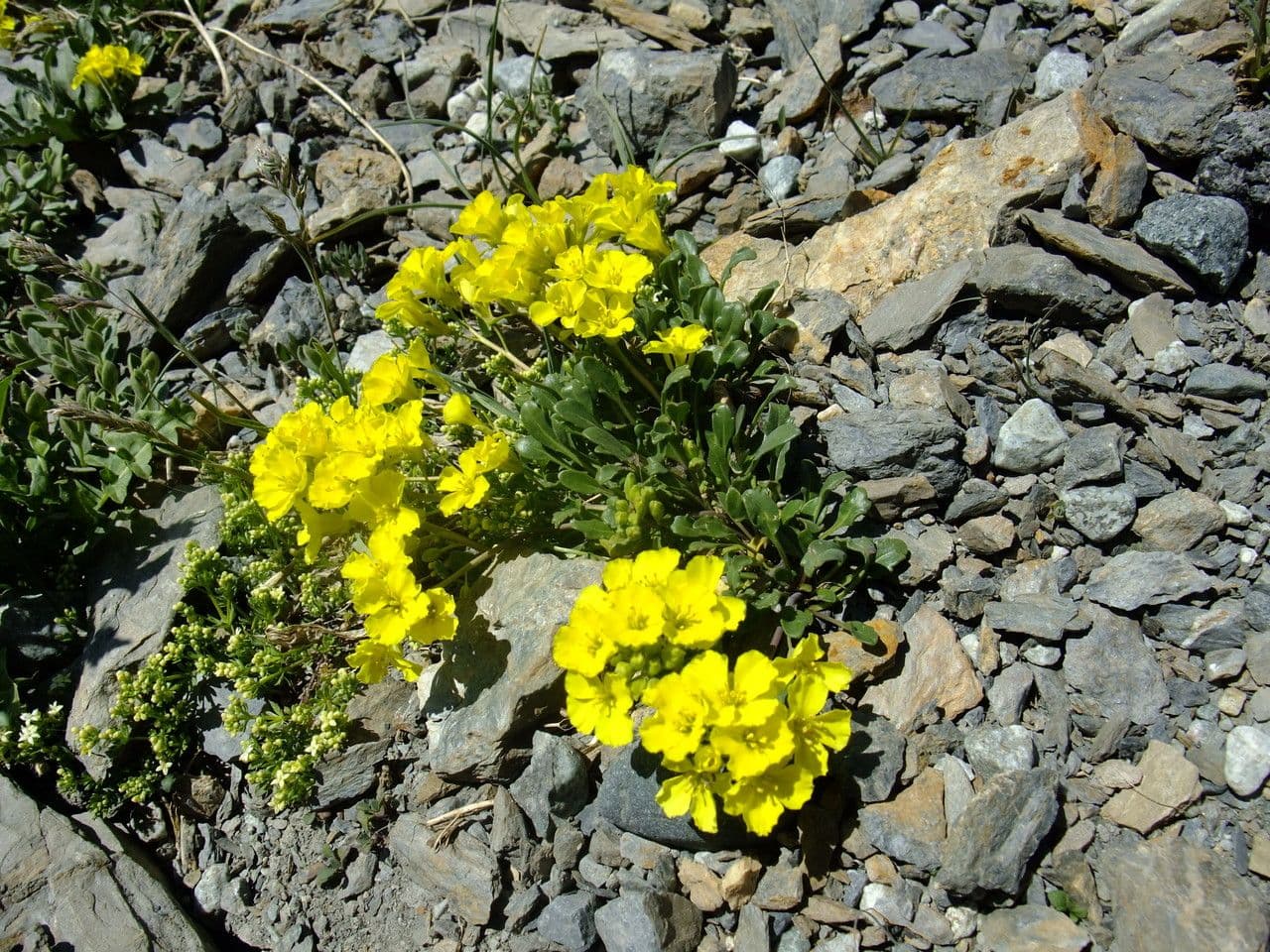 Brassica repanda 14