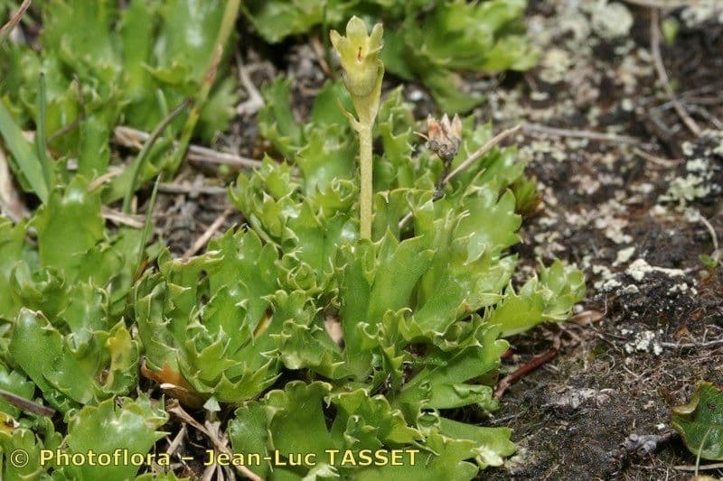 Primula 6