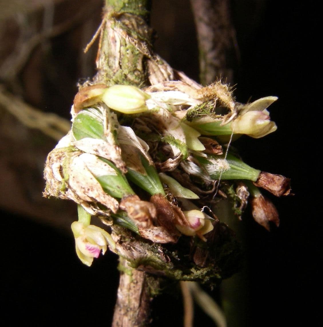 Scaphyglottis 2