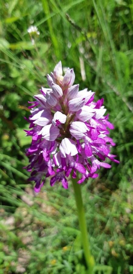 Orchidea militare 16