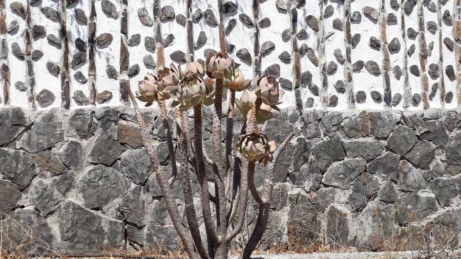 Aeonium lancerottense