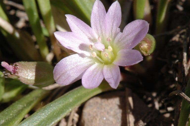 Lewisia nana 2