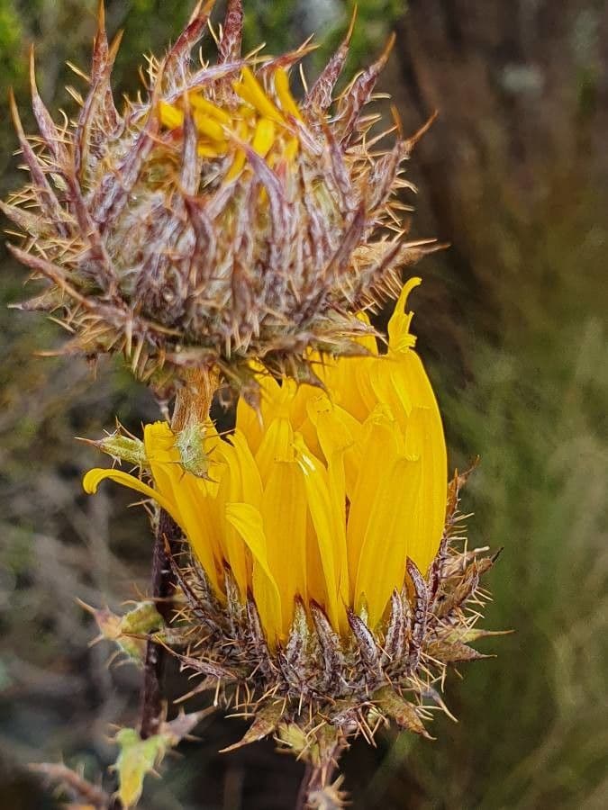 Berkheya 2