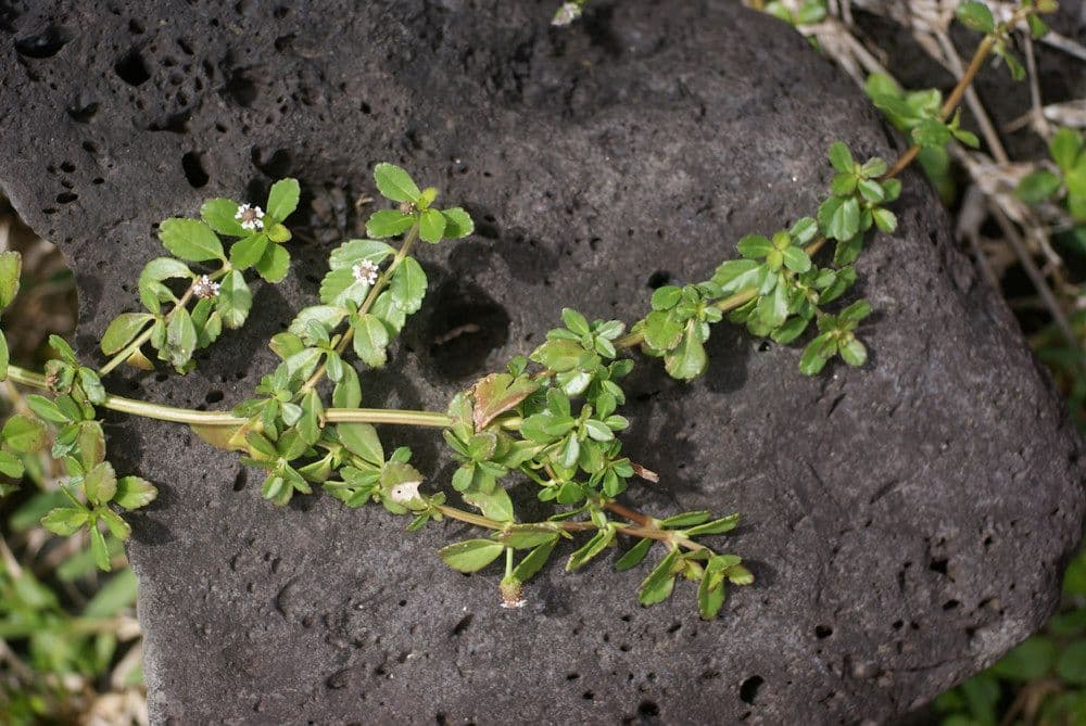 Fila nodiflora 24