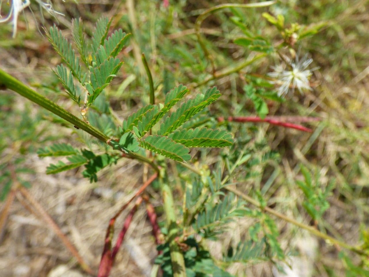 Bogen-Desmanthus 19