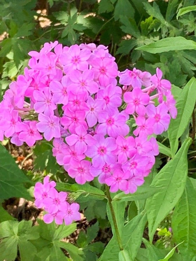 Phlox glabro