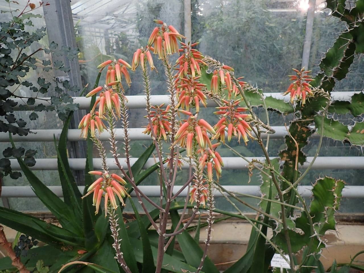 Aloe 6