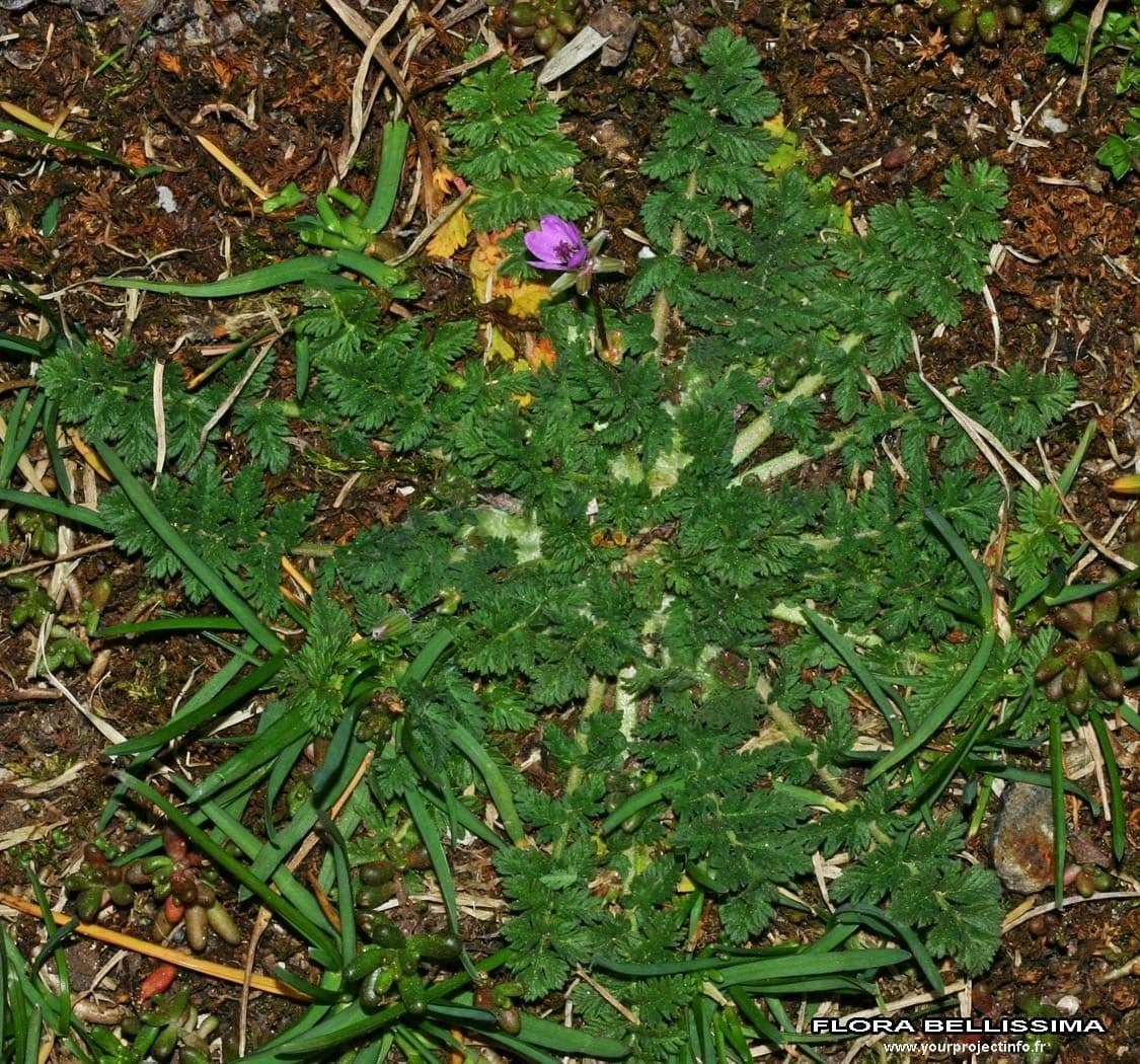 Erodium aethiopicum 12