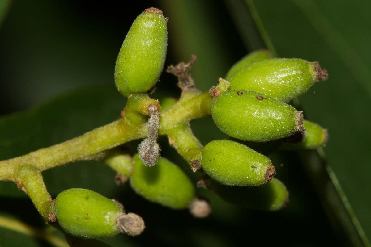 Cryptocarya di Lifou