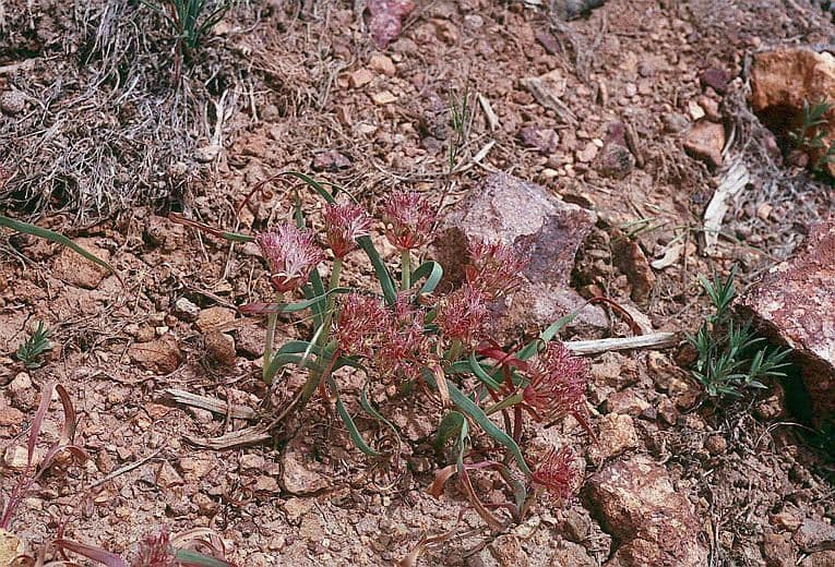 Cebula dwulistna