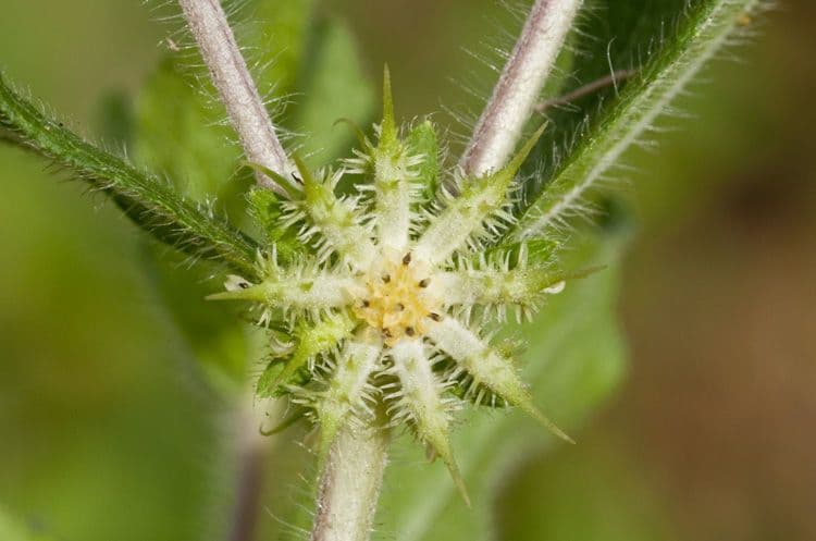 Acanthospermum 8