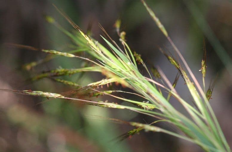Hyparrhenia rufa 2