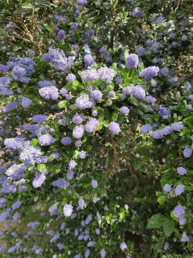 Ceanothus thyrsiflorus 9