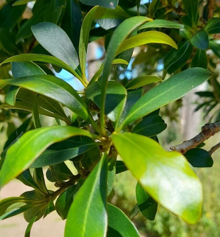 Myrsine 8
