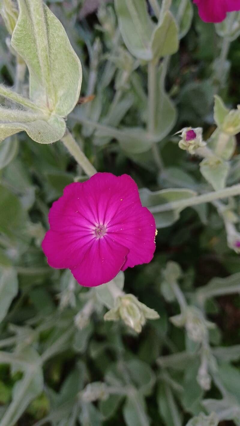 Silene