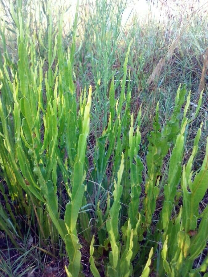 Baccharis trimera 22