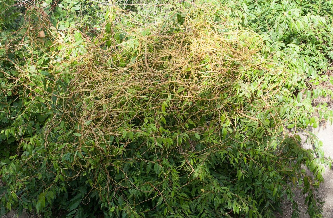 Cuscuta alta
