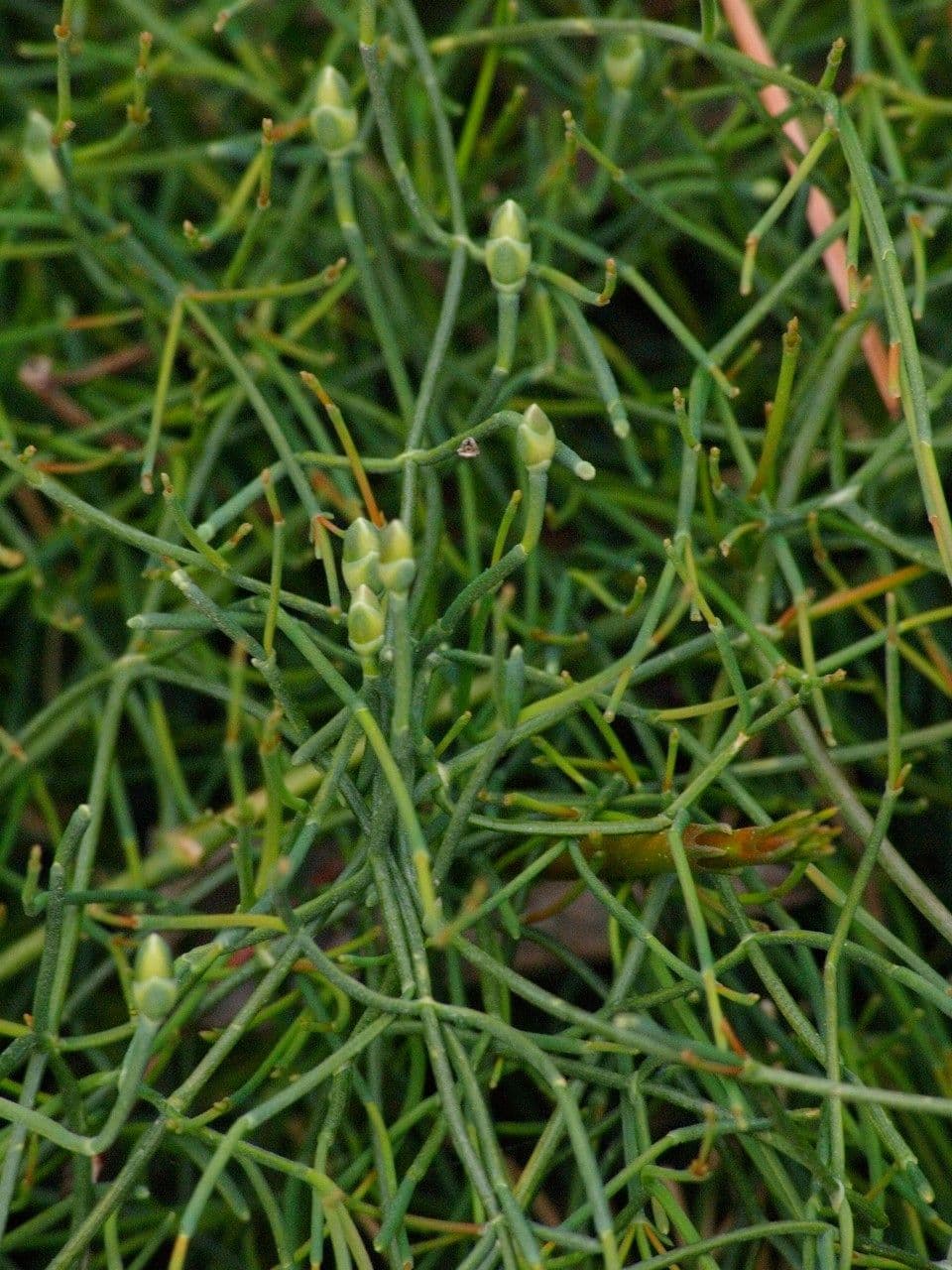 Efedra 25