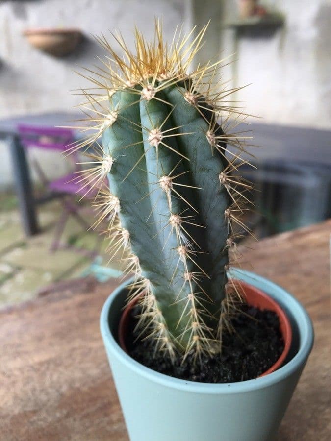 Pilosocereus pachycladus 14